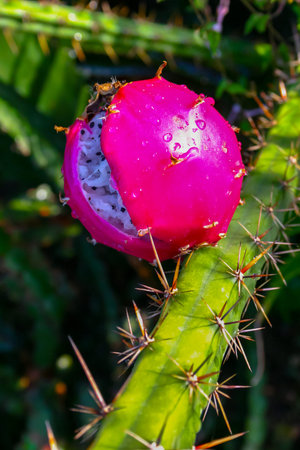 (Cactaceae) Harrisia (Eriocereus sp.) red fruit with seeds on a cactus trunkの写真素材