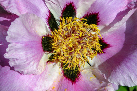 Close-up, flowers of a tree peony with yellow stamensの写真素材