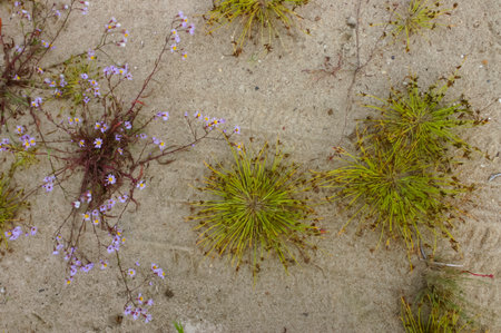 Unique coastal vegetation on sand dunes along the Black Sea coastlineの写真素材