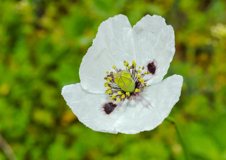 White poppy (Papaver rhoeas) flower in the wild on the shore of Lake Yalpug, Ukraineの写真素材