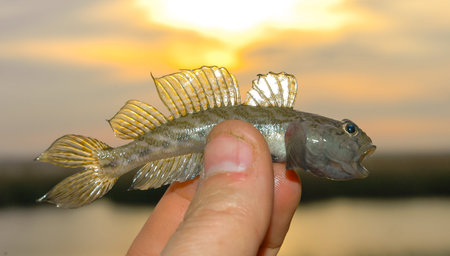 small fish goby in hand against the backdrop of sunset in the evening near Lake Yalpug, Ukraine