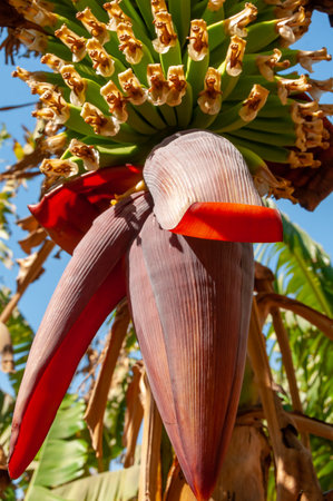 Blooming banana plantation in Egypt on the banks of the Nileの写真素材