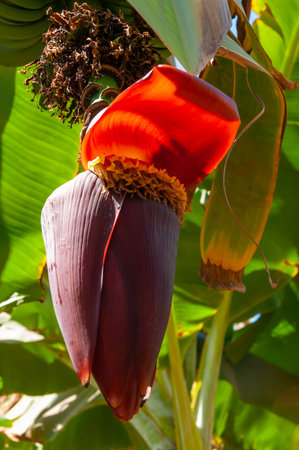 Blooming banana plantation in Egypt on the banks of the Nileの写真素材