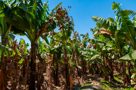 Blooming banana plantation in Egypt on the banks of the Nileの写真素材