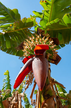 Blooming banana plantation in Egypt on the banks of the Nileの写真素材