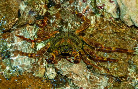 Coastal crab hides among stones and sand in the coastal reef zone in the Red Seaの写真素材