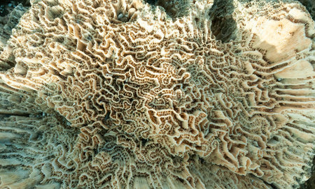 Calcareous skeleton of dead corals. Marsa Alam, Abu Dabab, Egyptの写真素材