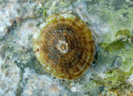 Mollusk (Patella sp.)on a stone near the shore in the Red Seaの写真素材
