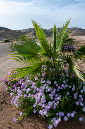 Flowering petunias near palm trees, decoration with plants along the road in Egypt, Marsa Alamの写真素材