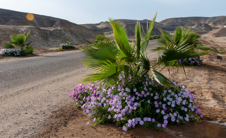 Flowering petunias near palm trees, decoration with plants along the road in Egypt, Marsa Alamの写真素材
