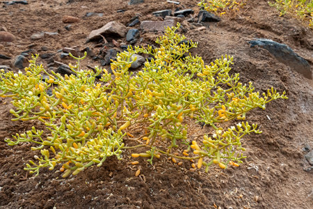 Yellow succulent salt tolerant plant in the Egyptian desert near the shore of the Red Seaの写真素材