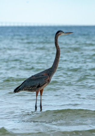 Blue Heron (Egretta caerulea) in a central Florida pond. Floridaの写真素材