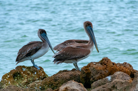 Brown Pelican (Pelecanus occidentalis), an adult bird resting on a rock in the Gulf of Mexico, Floridaの写真素材