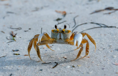 Atlantic ghost crab (Ocypode quadrata) at the ocean beach, Florida USAの写真素材