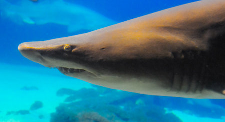 Big wild shark in the marine aquarium in the oceanariumの写真素材