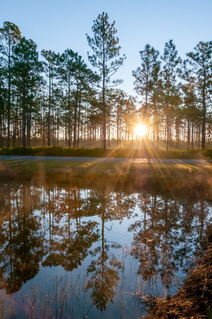 Reflection of trees in the lake water in the evening at sunset, Louisiana, USAの写真素材