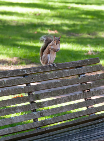 Gray Squirrel (Sciurus carolinensis), a rodent sitting on a park benchの写真素材