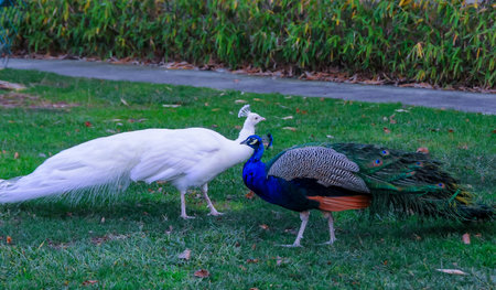 A tame albino peacock and a normal peacock stroll through the grass in a parkの写真素材