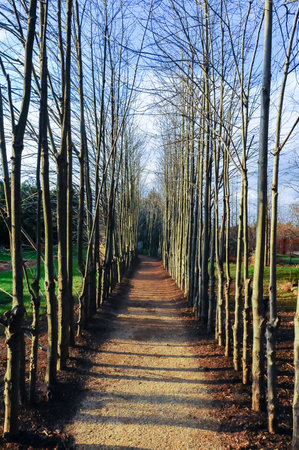 A path for walking among a smooth alley of trees in a garden in New Jerseyの写真素材