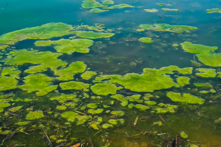 Wetlands, floating algae near reed beds in the lake
