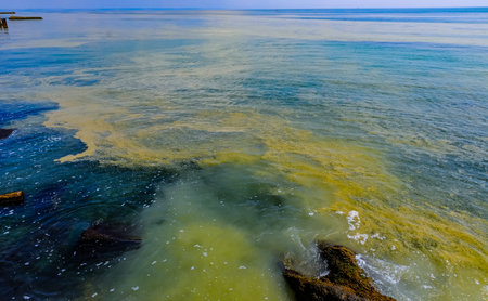 (Nodularia spumigena), ecological disaster, a toxic blue-green algae bloom in the Black Sea