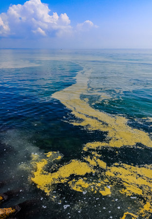 (Nodularia spumigena), ecological disaster, a toxic blue-green algae bloom in the Black Seaの写真素材
