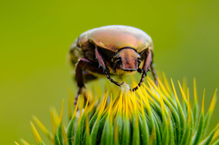 (Protaetia cuprea), large green beetle on a prickly flower
