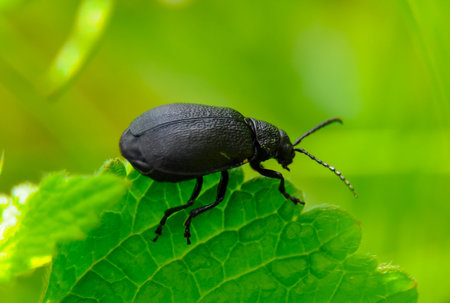 (Galeruca tanaceti), beetle sits on a green leaf