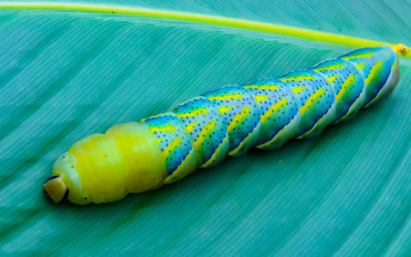 The African death's-head hawkmoth (Acherontia atropos), A butterfly caterpillar crawls on a green leafの写真素材