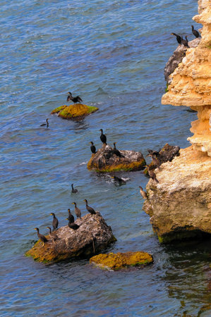 The great cormorant (Phalacrocorax carbo), birds rest on rocks covered with white droppings on the Black Sea coast, Krimeaの写真素材