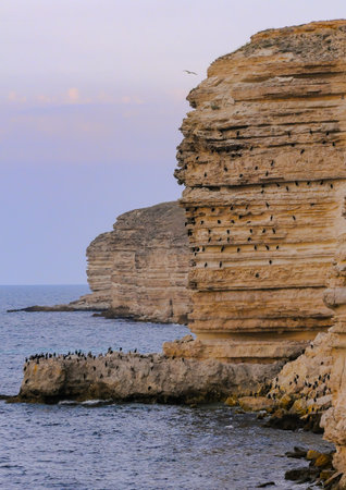 Cormorants rest on a steep bank of Pontic limestone in eastern Crimeaの写真素材
