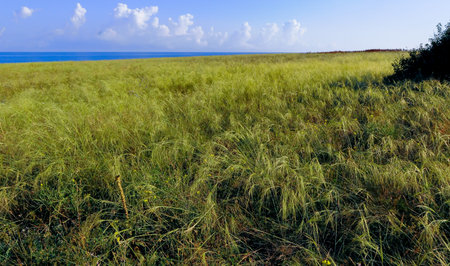 Feather-grass steppe in summer in arid eastern Crimeaの写真素材