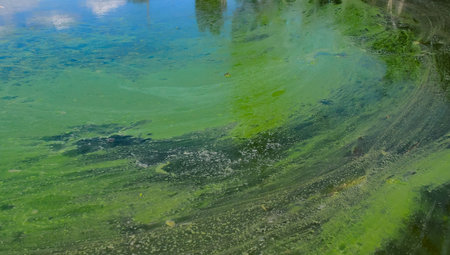 Blue-green algae (Microcystis aeruginosa) blooms in Yalpug lake, Ukraine