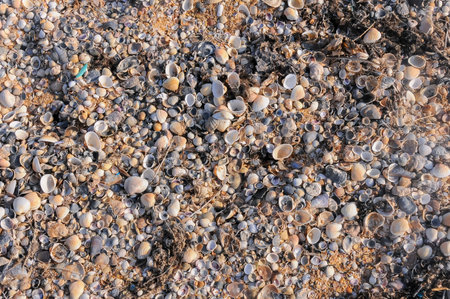Shell valves of bivalve mollusks in storm ejecta on the Black Sea coast, eastern Crimea