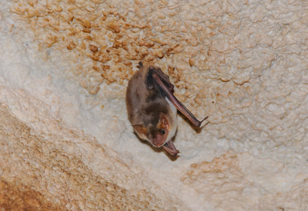 A bat rests upside down during the day in the catacombs of eastern Crimeaの写真素材