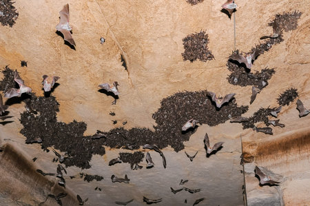 A large colony of bats resting during the day in the Crimea catacombs of eastern