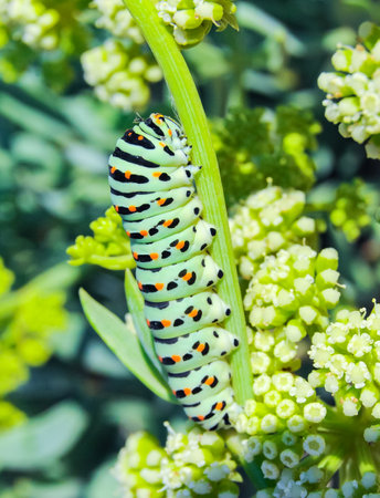 (Papilio machaon), A swallowtail butterfly caterpillar Crimea sitting on a plant, easternの写真素材