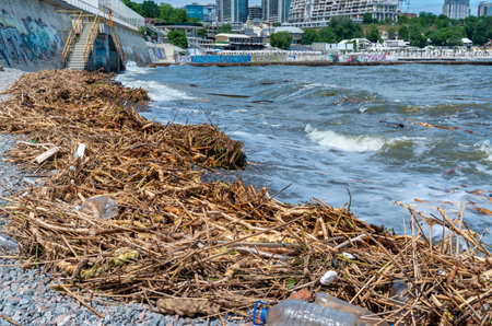 ODESSA, UKRAINE - JUNE 12, 2023: Consequences of the Accident at the Kakhovka power plant, pollution of the beaches of Odessa with garbage and plant remains brought by waterのeditorial素材