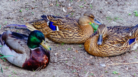 The mallard or wild duck (Anas platyrhynchos), close-up of resting birds, Ukraineの写真素材