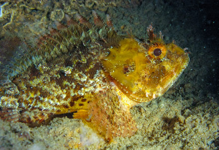 European black scorpionfish (Scorpaena porcus), fish resting at night at the bottom in an underwater...
