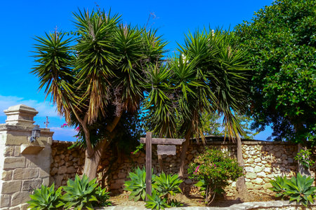 GOZO, MALTA - SEPTEMBER 14, 2012: Aloe trees in the interior of a villa near a stone fence on the island of Gozo, Maltaのeditorial素材