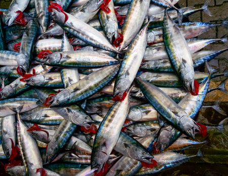 Sale of fish from the Black and Mediterranean Sea at the fish market in Trabzon, TÃ¼rkiyeの写真素材