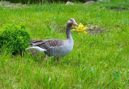 A gray goose swims along the lake. Askania Novaの写真素材