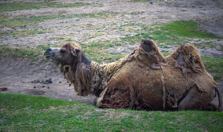 The Bactrian camel (Camelus bactrianus) the animal molts in summer and rests in the sun, Askania-Nova, Ukraineの写真素材