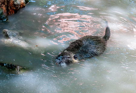 The coypu (Myocastor coypus), also known as the river rat or nutriaの写真素材