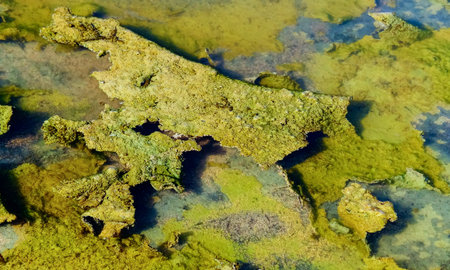 Single-celled green, diatom and blue-green algae in a salt puddle on the bank of the Kuyalnik...