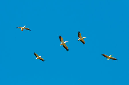 A flock of white pelicans circle high in the skyの写真素材