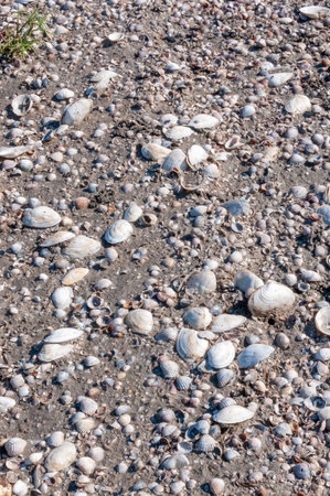 Shells of the clam Mya arenaria on the shore. Tiligul Liman, Odessa region