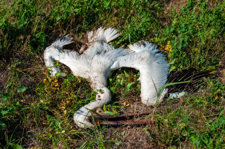 Dead pink pelican on the bank of the estuary, crashed on the wires of power lines, Ukraineの写真素材