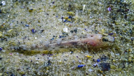 Marbled goby (Pomatoshistus marmoratus) disguised on a sandy seabed. Black Sea, Odessa Bayの写真素材